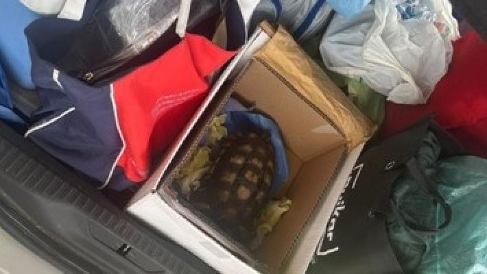 Rubano una tartaruga e sassi da spiagge, turisti fermati a Olbia