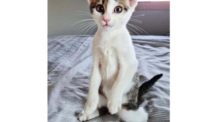 Scheggia, Kimbo,  Minú e Diego vi aspettano