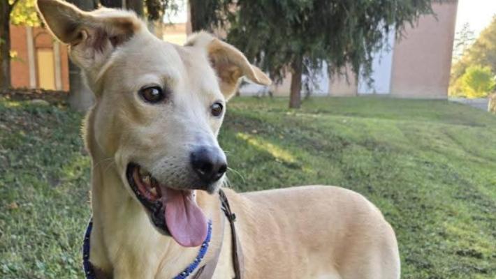 Fidenza: l'Enpa lancia un appello per Piero, cagnolino senza una famiglia