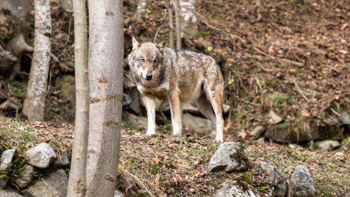 «Lupi, coesistenza  possibile: no alla propaganda  politica» 