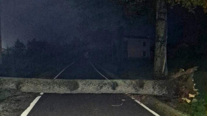 Albero caduto su strada a Busseto