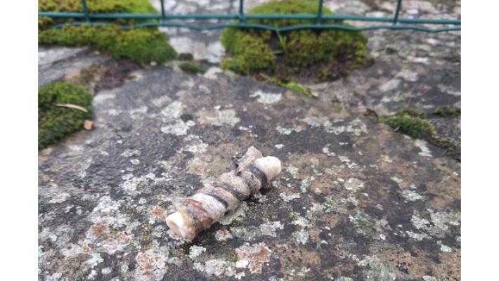 Probabili bocconi avvelenati a Berceto