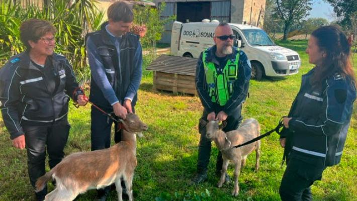 Capre in fuga a Ragazzola