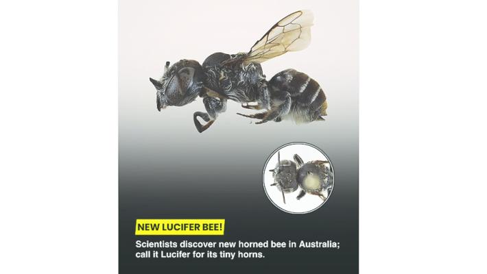 Scoperta "Lucifero",  nuova specie di ape con le corna