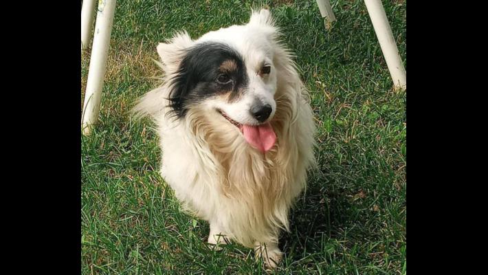 Numerosi furti nella Bassa