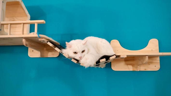 Quei venti gattini senza casa che hanno trovato una  famiglia