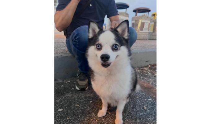 Si è smarrita a Enzano la piccola Maya