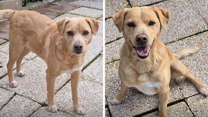 Appello urgente per Flik