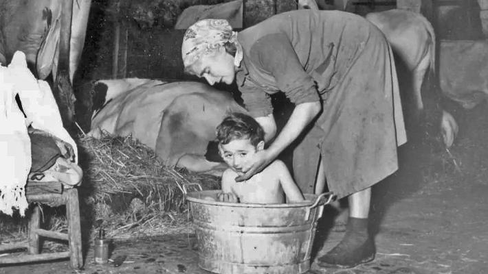 Inverno, le mucche come caloriferi