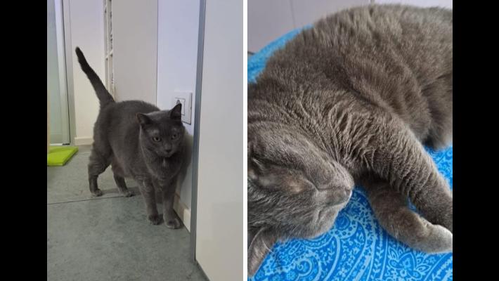 Chi vuole adottare la micia Magic?