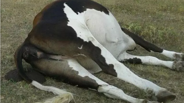 Morti 76 bovini contemporaneamente, avevano inalato il fumo di oleandri bruciati