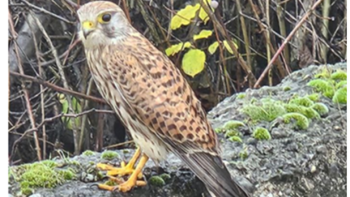 Dopo la gattina Kora, i dipendenti Essev&igrave; di Fidenza hanno salvato un falchetto