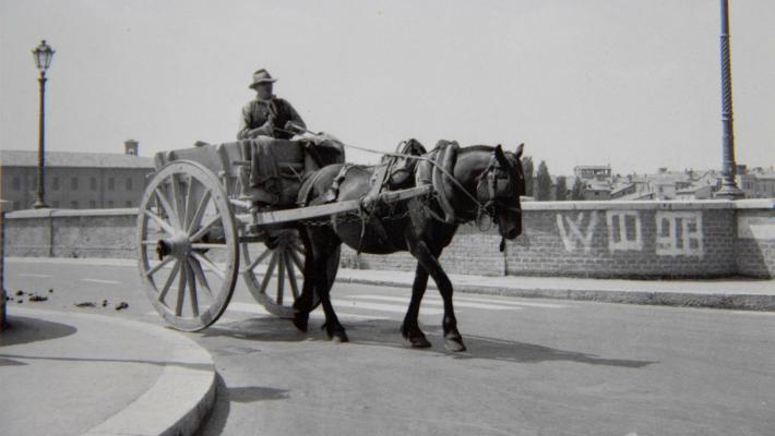 Carrettieri e vetturini, cavalli in citt&agrave;