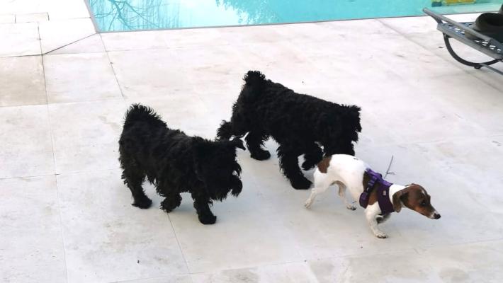 Nuovo attacco dei lupi, sbranato un cane in un giardino di Mariano