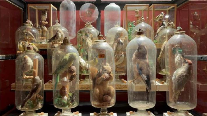 Svelato uno dei misteri parmigiani pi&ugrave; longevi e impenetrabili: gli animali in bottiglia di padre Fourcault