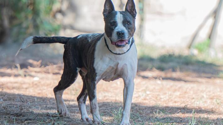 Cane aggredito e ucciso da amstaff, la proprietaria incinta perde il figlio