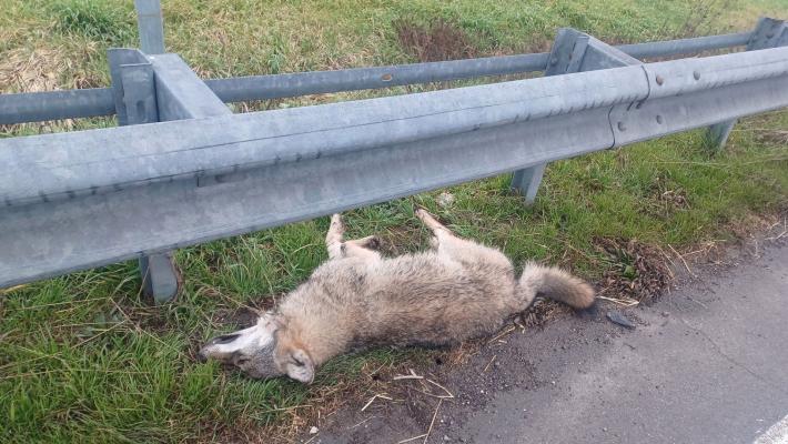 Investito un lupo lungo la tangenziale di Busseto