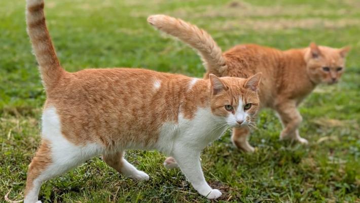 Apericena per aiutare l'oasi felina