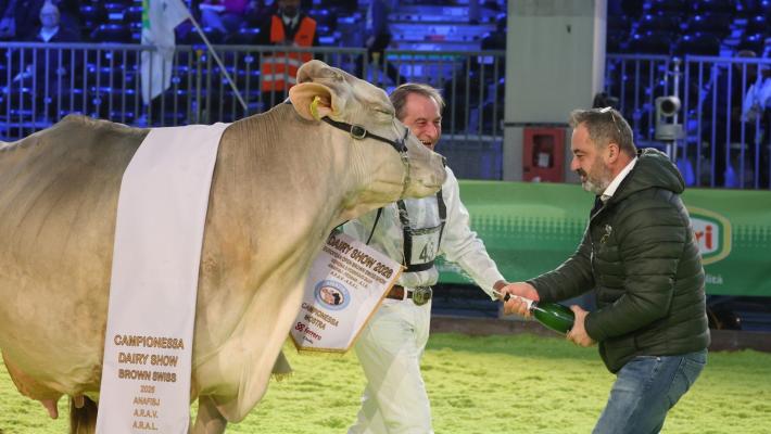 Nel ring zootecnico di fieragricola debutta la supr&ecirc;me champion-