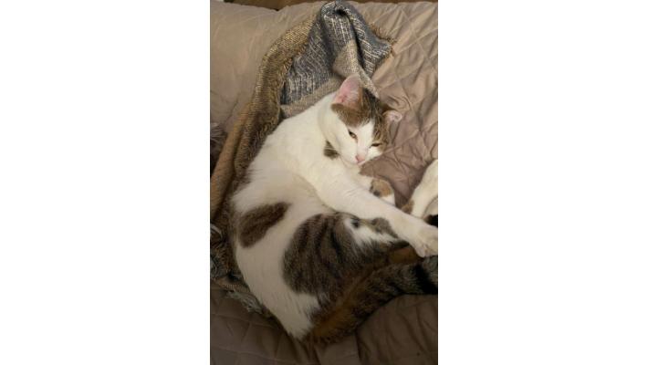 Mao &egrave; scomparso in via Trieste: qualcuno lo ha visto? 