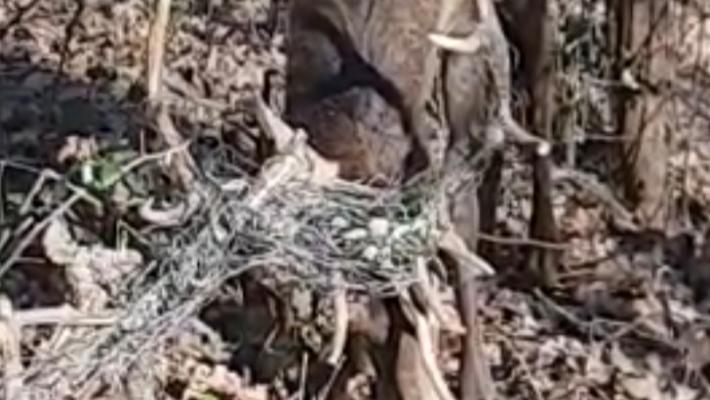 Il cervo si impiglia nel vigneto: operazione di salvataggio