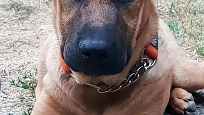 Domani un set fotografico per aiutare il piccolo Joy a tornare a camminare 