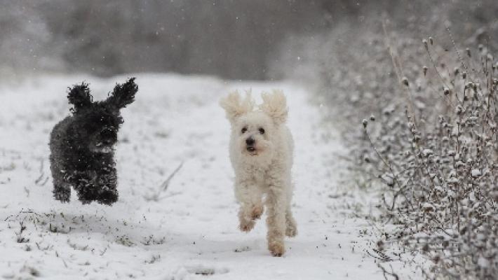 Spagna: in caso divorzio cani e gatti in affidamento condiviso