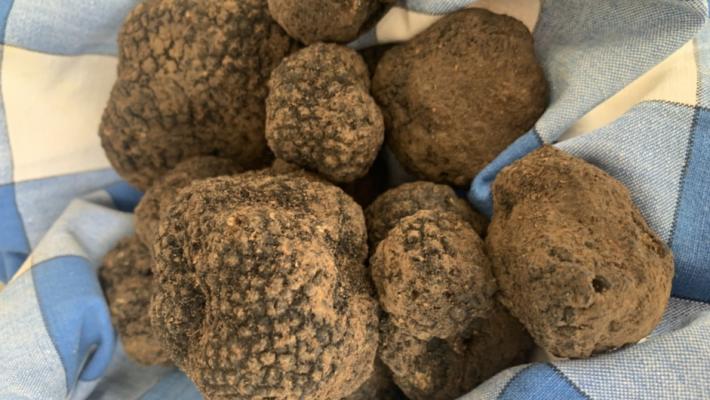 Cerca e cavatura del tartufo in patrimonio Unesco