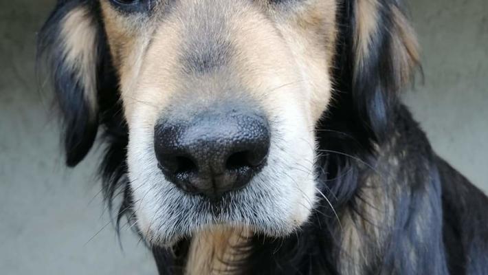 Vuoi adottare un cane anziano? Niente paura, sar&agrave; un amico prezioso 