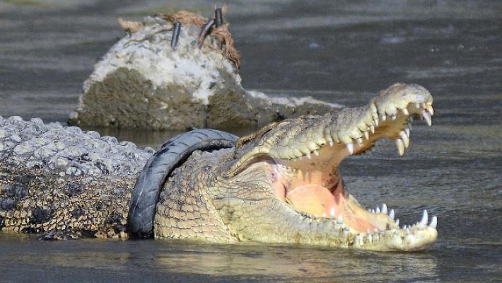 Indonesia: libero coccodrillo con pneumatico a collo da anni