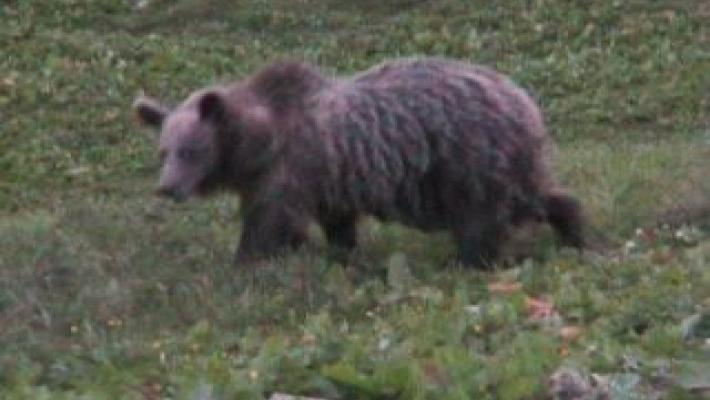 Un orso aggredisce e ferisce alle braccia e alla testa un escursionista  in Val di Sole