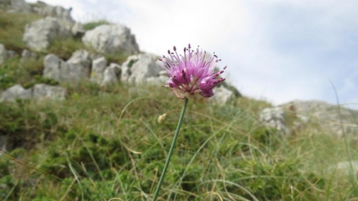 Biodiversità: Pievani, Italia Paese più ricco d'Europa