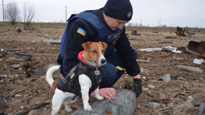 Ucraina: il cane anti-mine Patron sbarca su TikTok 