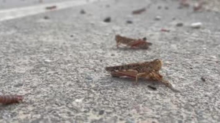 Caldo, boom di insetti: frutteti e campi sotto attacco