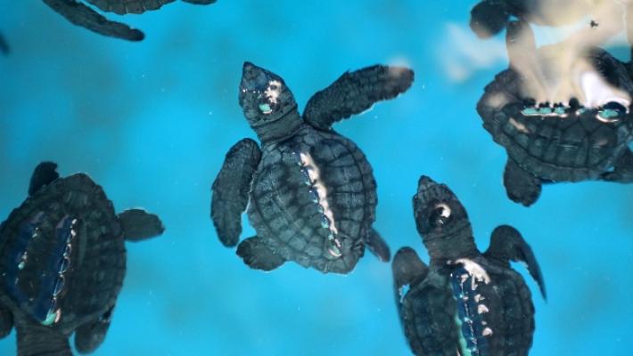Clima: su spiagge Florida nascono quasi solo tartarughe femmine