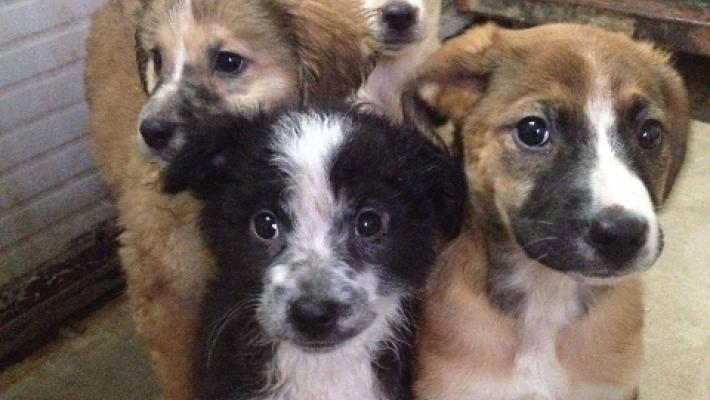 Traffico di cuccioli dall'Ungheria, condanne e confisca a Napoli