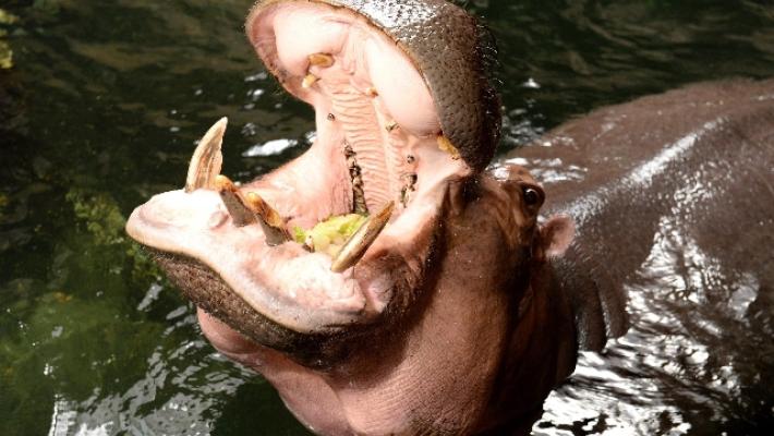 Uganda: ippopotamo inghiotte bimbo di 2 anni e poi lo sputa vivo