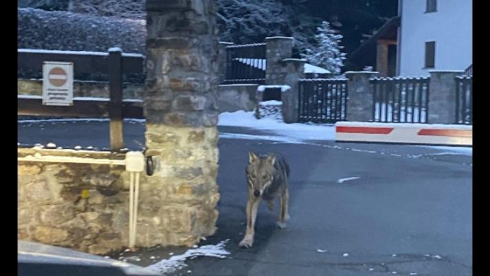 Lupi avvistati tra le case in centro a Courmayeur. Testimone, "erano più spaventati loro a vedere noi"