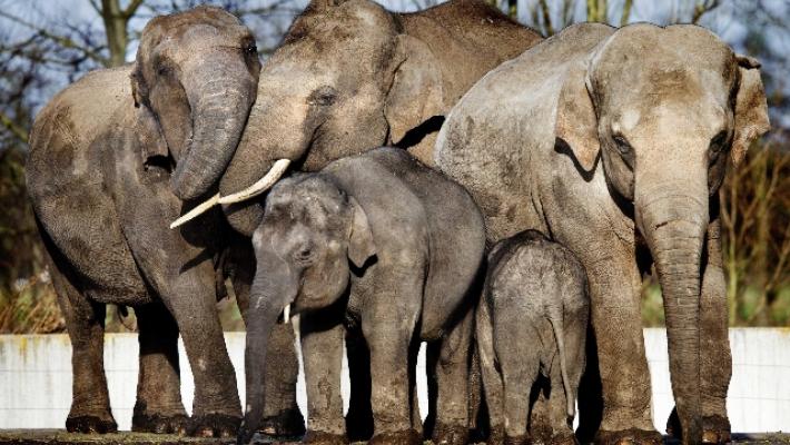 Poco spazio nel recinto, sequestrata elefantessa in un circo
