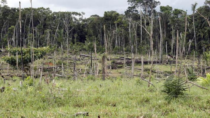 Via libera del Parlamento alle norme contro la deforestazione