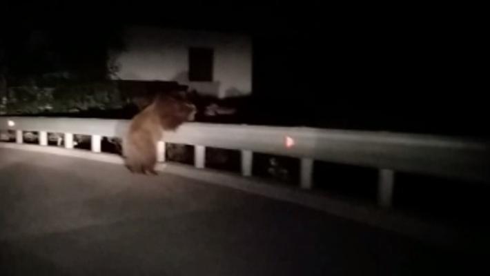 Orsa Jj4: giovane orso scavalca guardrail in val d'Ultimo