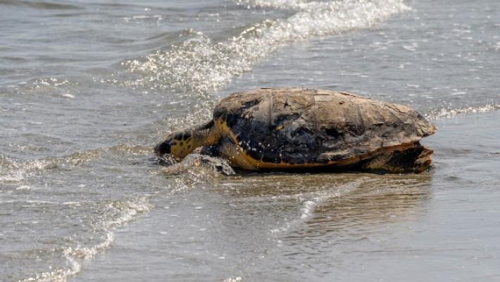 Una tartaruga marina prova a nidificare sulla spiaggia di Forte dei Marmi