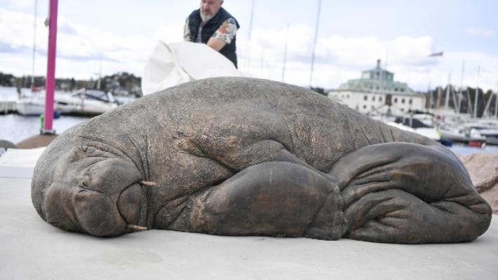 A Oslo inaugurata una statua in ricordo del tricheco Freya