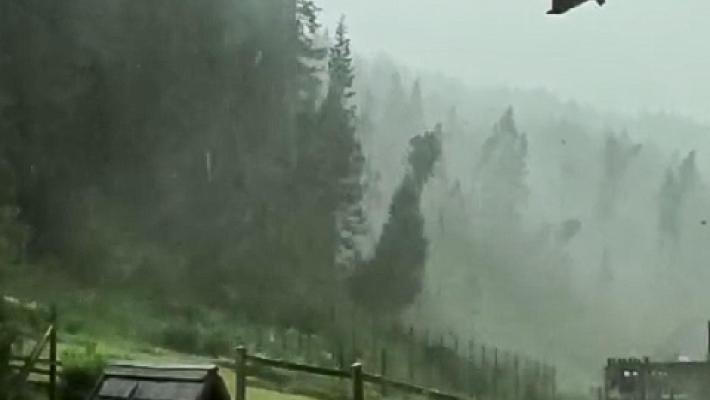 Tromba d'aria devasta i boschi del Cadore. Il presidente Zaia: "Alcuni versanti sono stati completamenti abbattuti"