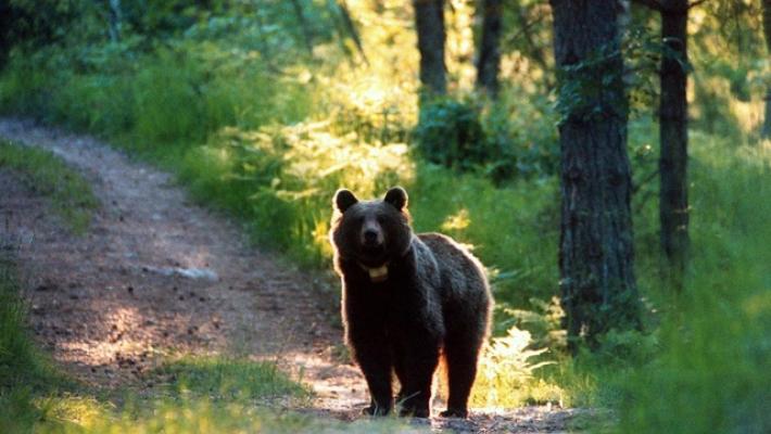 Trento: dopo l'ok del presidente della provincia autonoma Fugatti, abbattuto l'orso M90