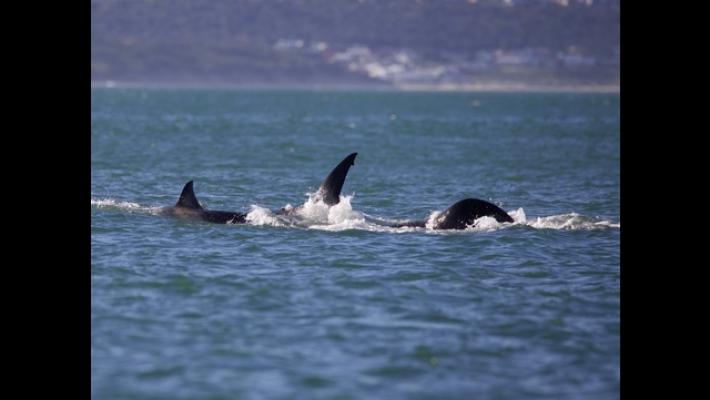 Ripresa per la prima volta un'orca che uccide squalo bianco