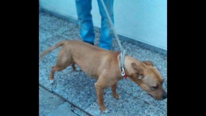 Pitbull azzanna 15enne e bimba di 7 anni nel Foggiano