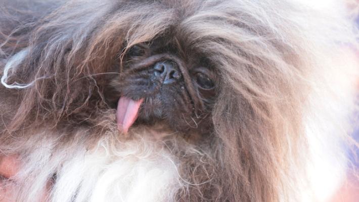 E' un pechinese di otto anni il 'cane più brutto del mondo'