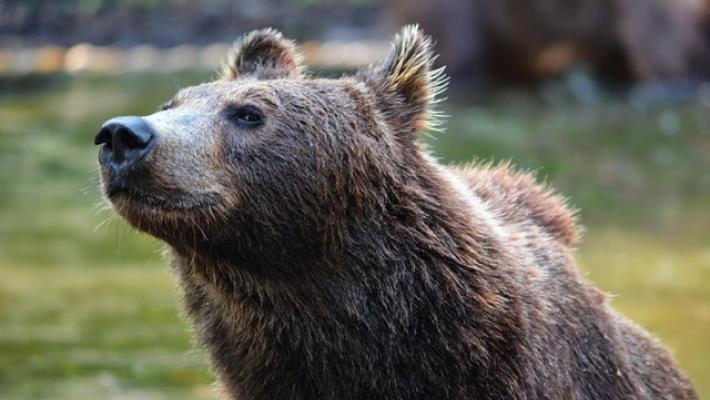 Pichetto, sopprimere i singoli orsi non è la soluzione