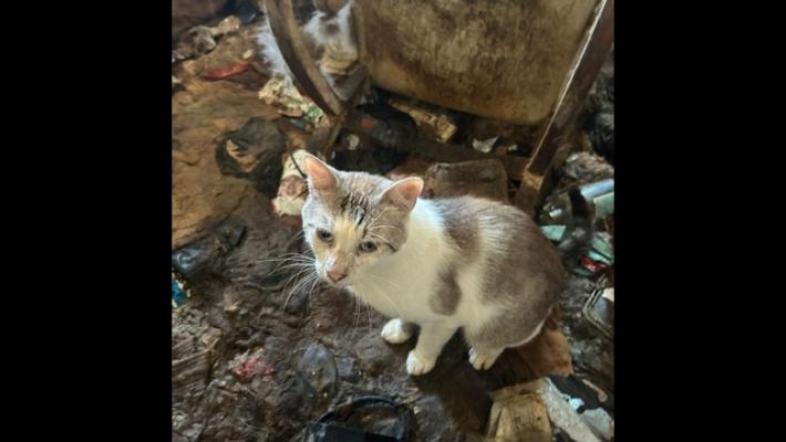 Chiusi in casa tra carcasse ed escrementi, salvati 83 gatti